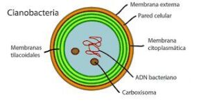 Microalgas - Cultivo de microalgas - métodos usados para el cultivo de microalgas - ventajas del cultivo de microalgas - Usos de las microalgas