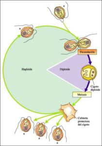 Microalgas - Cultivo de microalgas - métodos usados para el cultivo de microalgas - ventajas del cultivo de microalgas - Usos de las microalgas