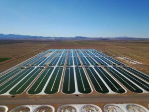 Microalgas - Cultivo de microalgas - métodos usados para el cultivo de microalgas - ventajas del cultivo de microalgas - Usos de las microalgas