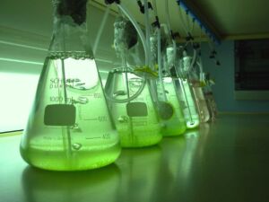 Microalgas - Cultivo de microalgas - métodos usados para el cultivo de microalgas - ventajas del cultivo de microalgas - Usos de las microalgas