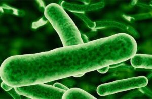 Microalgas - Cultivo de microalgas - métodos usados para el cultivo de microalgas - ventajas del cultivo de microalgas - Usos de las microalgas
