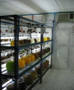 Microalgas - Cultivo de microalgas - métodos usados para el cultivo de microalgas - ventajas del cultivo de microalgas - Usos de las microalgas