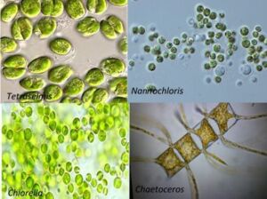 Microalgas - Cultivo de microalgas - métodos usados para el cultivo de microalgas - ventajas del cultivo de microalgas - Usos de las microalgas