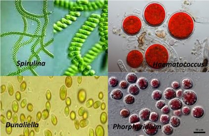 Fotos de tipos de microalgas