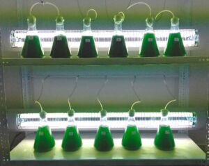 Microalgas - Cultivo de microalgas - métodos usados para el cultivo de microalgas - ventajas del cultivo de microalgas - Usos de las microalgas