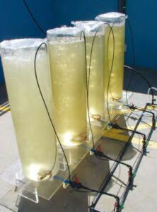 Microalgas - Cultivo de microalgas - métodos usados para el cultivo de microalgas - ventajas del cultivo de microalgas - Usos de las microalgas