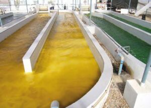 Microalgas - Cultivo de microalgas - métodos usados para el cultivo de microalgas - ventajas del cultivo de microalgas - Usos de las microalgas
