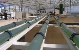 Microalgas - Cultivo de microalgas - métodos usados para el cultivo de microalgas - ventajas del cultivo de microalgas - Usos de las microalgas