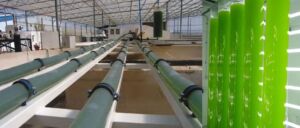 Microalgas - Cultivo de microalgas - métodos usados para el cultivo de microalgas - ventajas del cultivo de microalgas - Usos de las microalgas