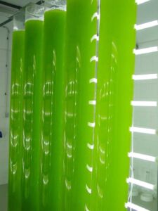 Microalgas - Cultivo de microalgas - métodos usados para el cultivo de microalgas - ventajas del cultivo de microalgas - Usos de las microalgas