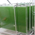 Microalgas - Cultivo de microalgas - métodos usados para el cultivo de microalgas - ventajas del cultivo de microalgas - Usos de las microalgas