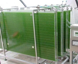 Microalgas - Cultivo de microalgas - métodos usados para el cultivo de microalgas - ventajas del cultivo de microalgas - Usos de las microalgas