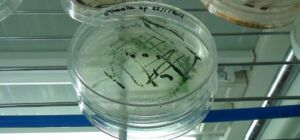 Microalgas - Cultivo de microalgas - métodos usados para el cultivo de microalgas - ventajas del cultivo de microalgas - Usos de las microalgas