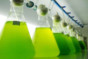 Microalgas - Cultivo de microalgas - métodos usados para el cultivo de microalgas - ventajas del cultivo de microalgas - Usos de las microalgas
