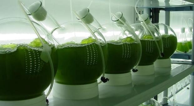 Producción intermedia de microalgas en envases redondos de vidrio