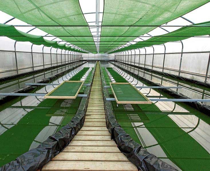 Cultivos de microalgas en tanques dentro de estructura cerrada tipo invernadero
