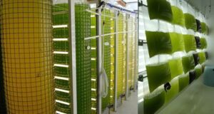 Microalgas - Cultivo de microalgas - métodos usados para el cultivo de microalgas - ventajas del cultivo de microalgas - Usos de las microalgas
