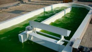 Microalgas - Cultivo de microalgas - métodos usados para el cultivo de microalgas - ventajas del cultivo de microalgas - Usos de las microalgas