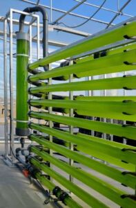 Microalgas - Cultivo de microalgas - métodos usados para el cultivo de microalgas - ventajas del cultivo de microalgas - Usos de las microalgas