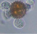Microalgas - Cultivo de microalgas - métodos usados para el cultivo de microalgas - ventajas del cultivo de microalgas - Usos de las microalgas