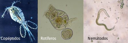 Fotos de microorganismos predadores