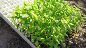 Microalgas - Cultivo de microalgas - métodos usados para el cultivo de microalgas - ventajas del cultivo de microalgas - Usos de las microalgas