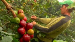 Cultivo de café en 2 minutos