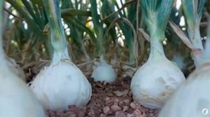 Cultivo de Cebolla en 2 minutos