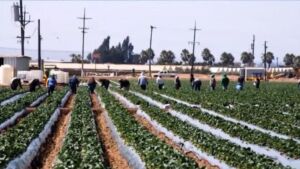App ideal para el hombre de campo