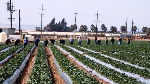 App ideal para el hombre de campo