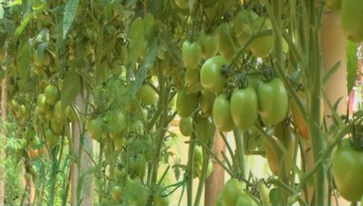 Tecnología permite el cultivo de hortalizas no comunes