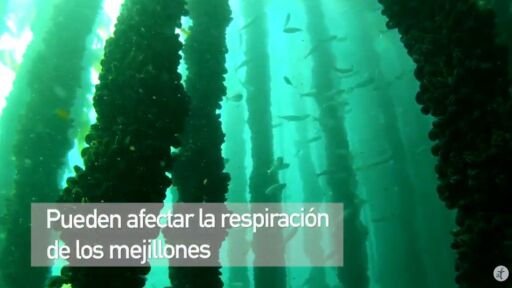 Cultivo de mejillón en 2 minutos
