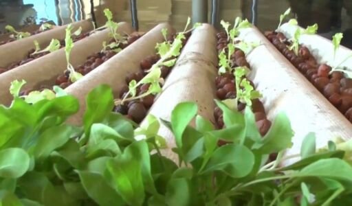 Tejas hidropónicas para el cultivo de plantas y alimentos