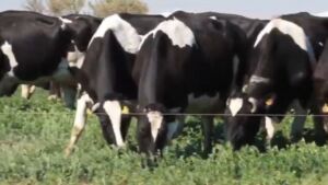 Realidad virtual en vacas para que pasten en campos imaginarios