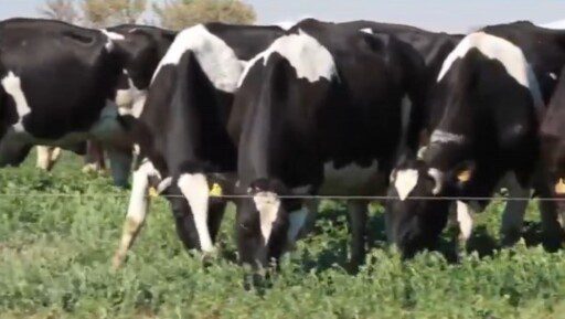 Realidad virtual en vacas para que pasten en campos imaginarios