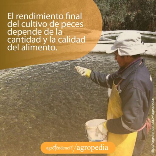 hombre lanzando alimento a criaderos de peces