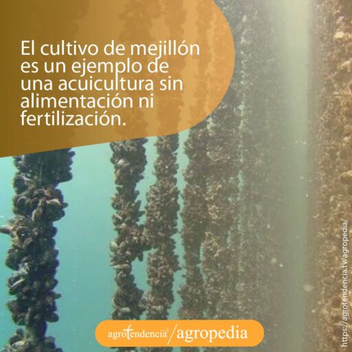 Cultivo de mejillón no requiere de alimentos procesados