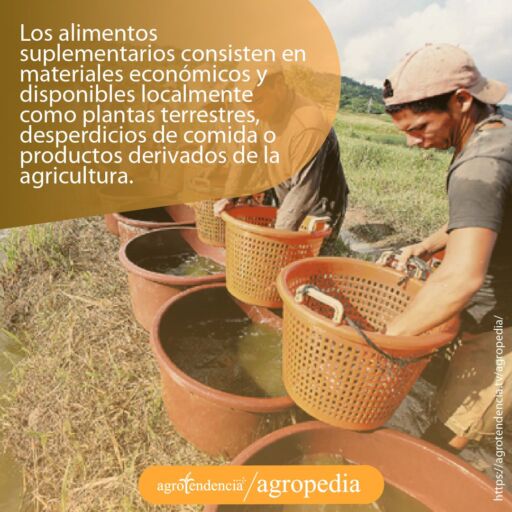 hombres realizando alimentos suplementarios para peces