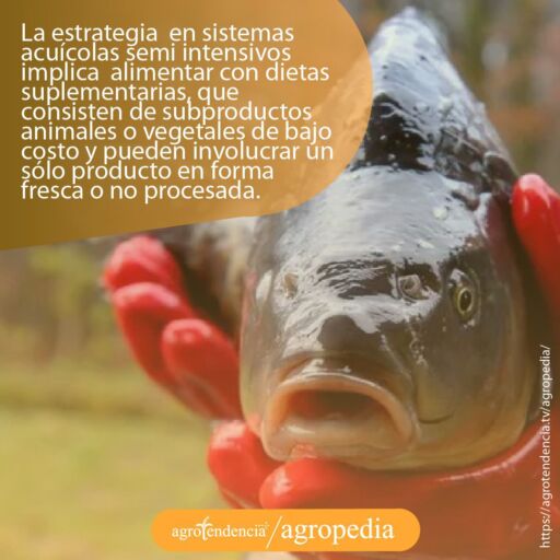 Un pez mirando de frente alimentado con dietas suplementarias