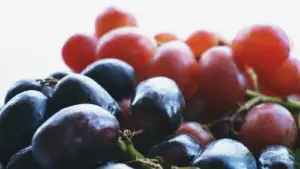 cultivo de uva - cultivo de uva caracteristicas