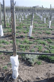 cultivo de uva - cultivo de uva caracteristicas
