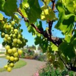 cultivo de uva - cultivo de uva para vino