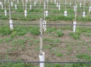 cultivo de uva - cultivo de uva caracteristicas