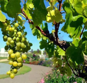 cultivo de uva - cultivo de uva para vino