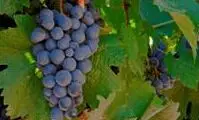 cultivo de uva - cultivo de uva para vino