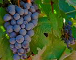 cultivo de uva - cultivo de uva para vino