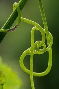 cultivo de uva - cultivo de uva caracteristicas