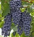 cultivo de uva - cultivo de uva para vino
