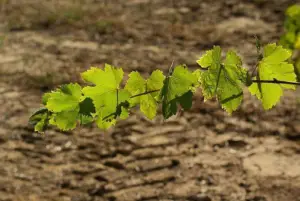 cultivo de uva - cultivo de uva caracteristicas