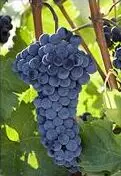 cultivo de uva - cultivo de uva para vino